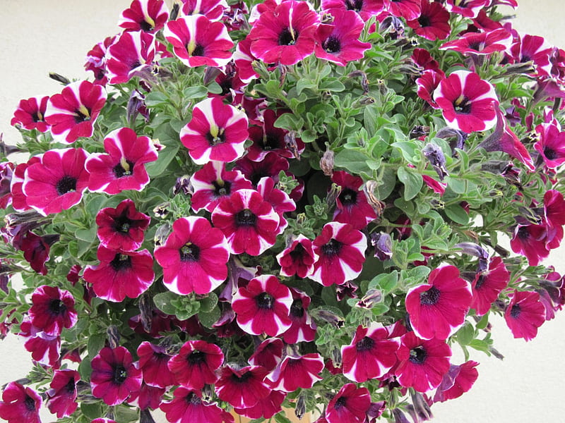 Hanging basket with Peppermint Petunias, red, peppermint petunias, green, flowers, graphy, white, HD wallpaper