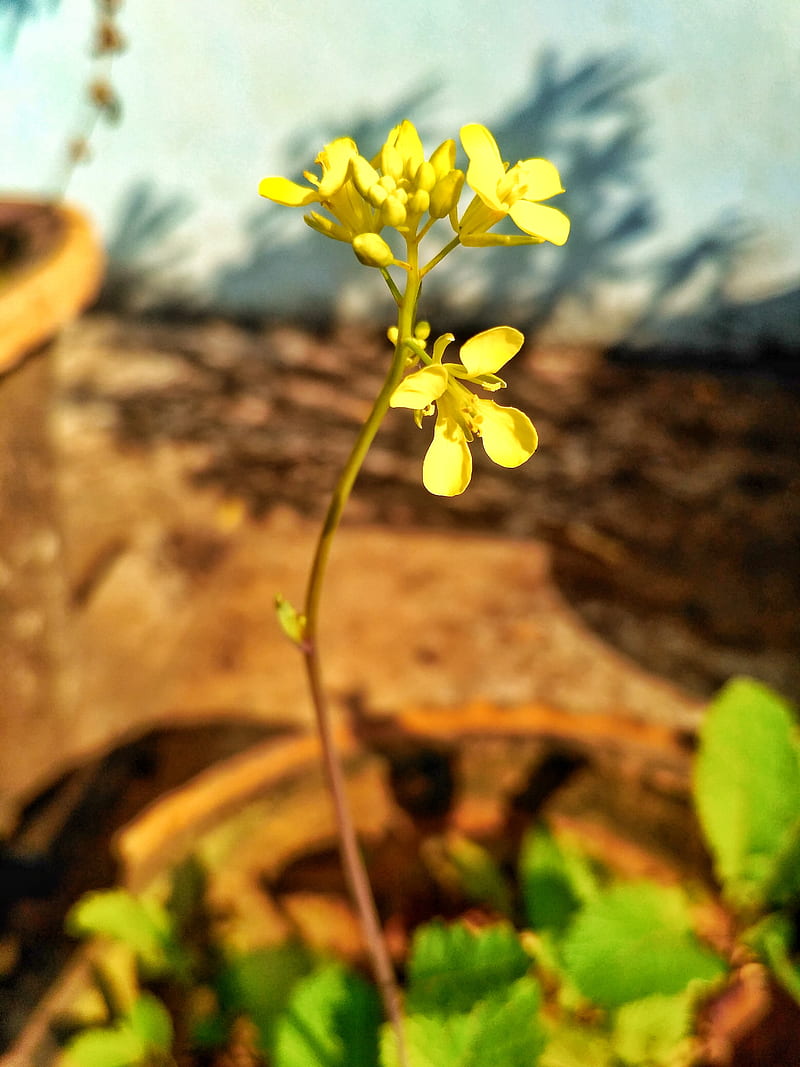 Mustard Flower, morning flower, sunshine, HD phone wallpaper