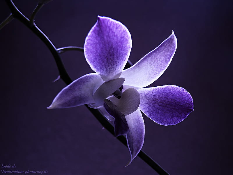 Purple Orchid, flower, nature, purple, orchid, HD wallpaper