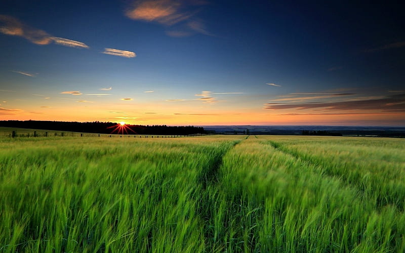 Sunset over the Paddy Field, green, paddy, nature, sunset, clouds, field, HD wallpaper