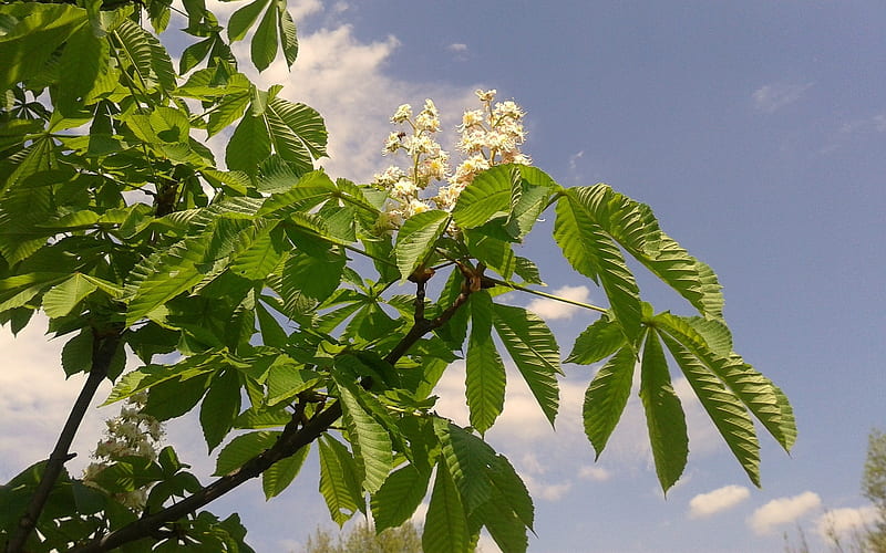 Horse-Chestnut in Spring, tree, leaves, horse-chestnut, blossoms, spring, HD wallpaper