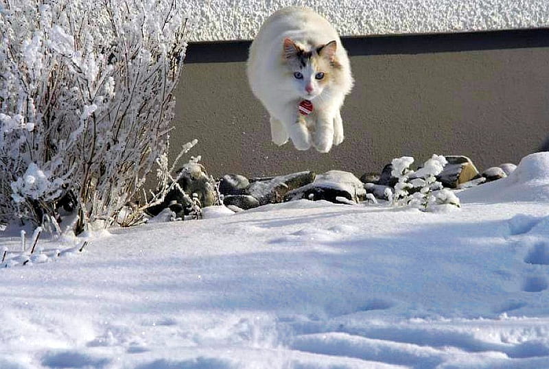 Flying Cat, cute, cat, flying, HD wallpaper