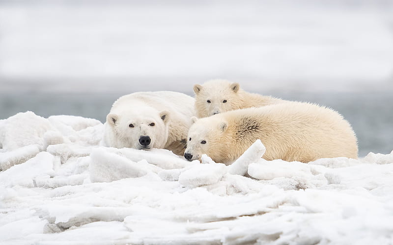 Polar bears, predators, wildlife, winter, the North Pole, bears, HD wallpaper