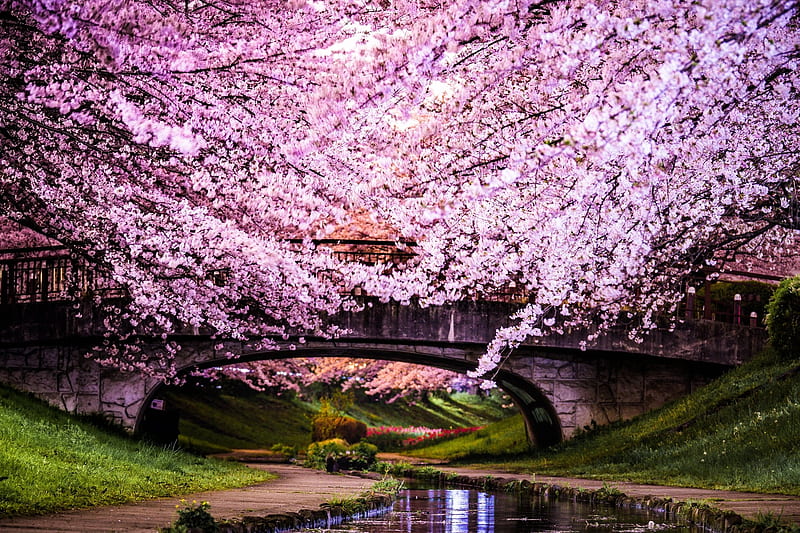 Cherry Blossom Bridge, nature, bridge, pink, cherry, HD wallpaper