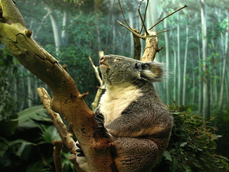 Cute koala resting, Koala, Forest, Bear, Australia, HD wallpaper