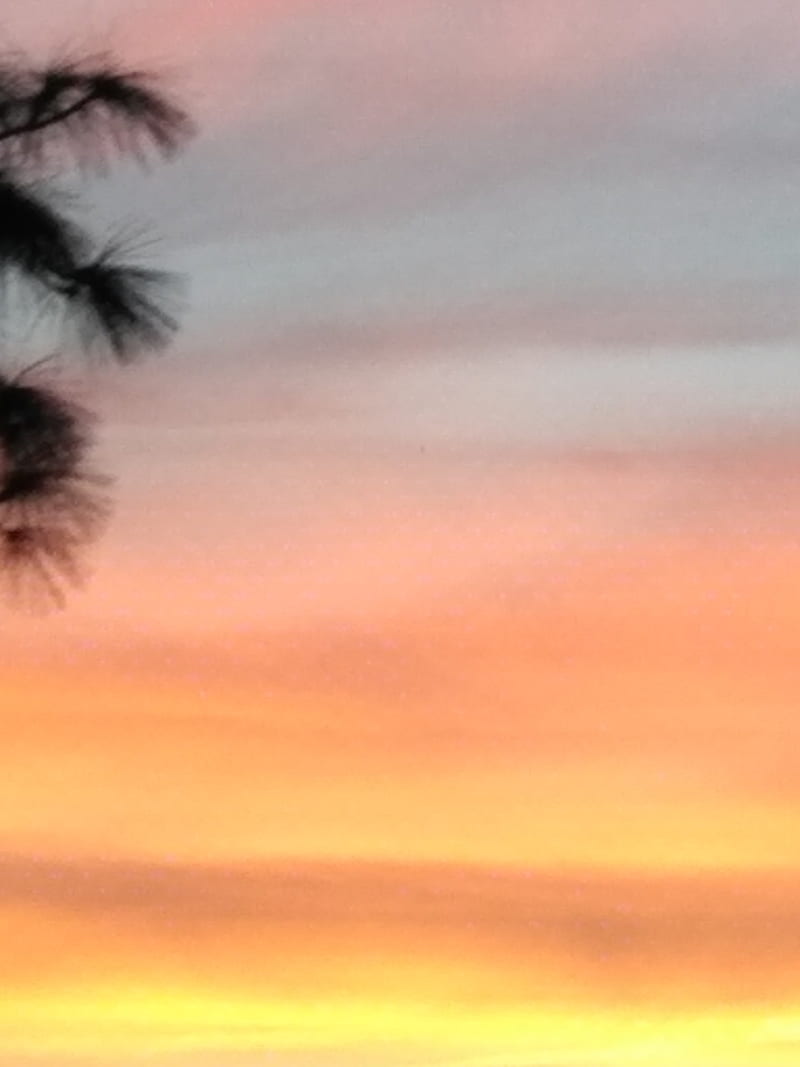 Palm Tree Sunset, aesthetic, beach, colorful, landscape, palm, pastel, sunset, trees, vibrant, HD phone wallpaper
