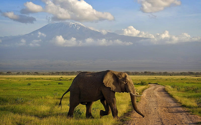 Elephant Crossing the Road, elephants, roads, safari, africa, HD wallpaper
