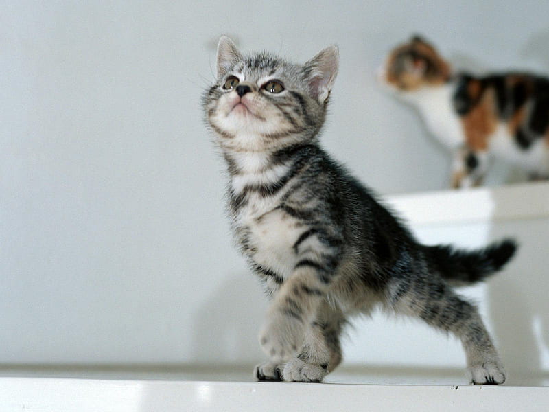 My name is Minino, cat, kitten, sweet, animal, HD wallpaper