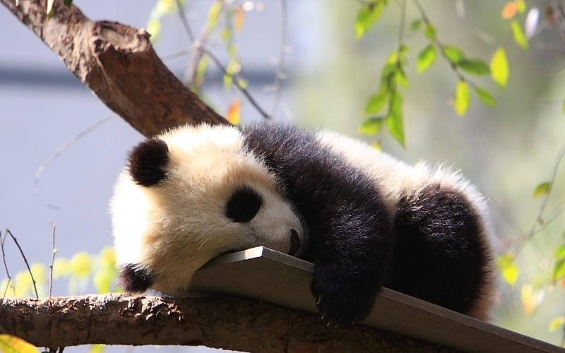 sleeping small panda, cute animals, baby panda, Ailuropoda melanoleuca, panda on branch, panda, HD wallpaper