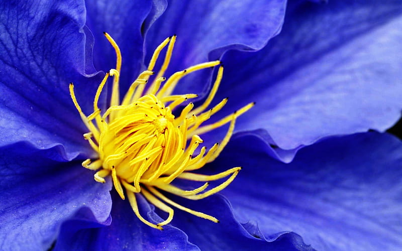 Clematis, macro, flower, yellow, skin, blue, HD wallpaper