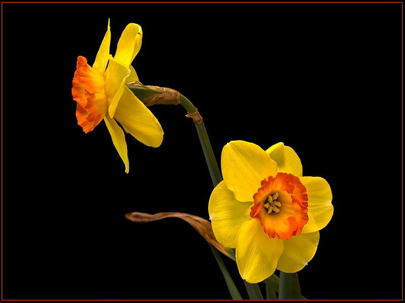daffodil, flower, yellow, orange, together, HD wallpaper
