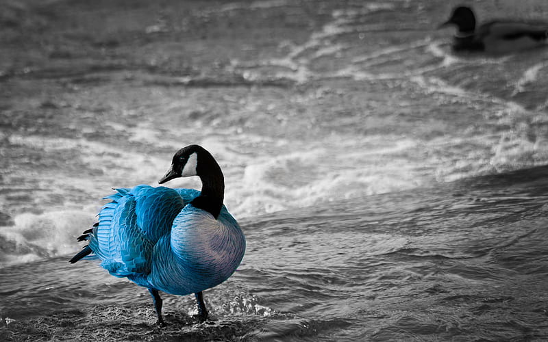 Blue Goose, black and white, birds, bonito, goose, water, nature, animals, rivers, HD wallpaper
