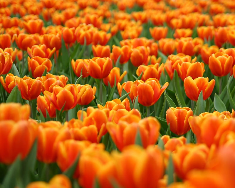 Flower Tulips, field, nature, orange tulip, HD wallpaper