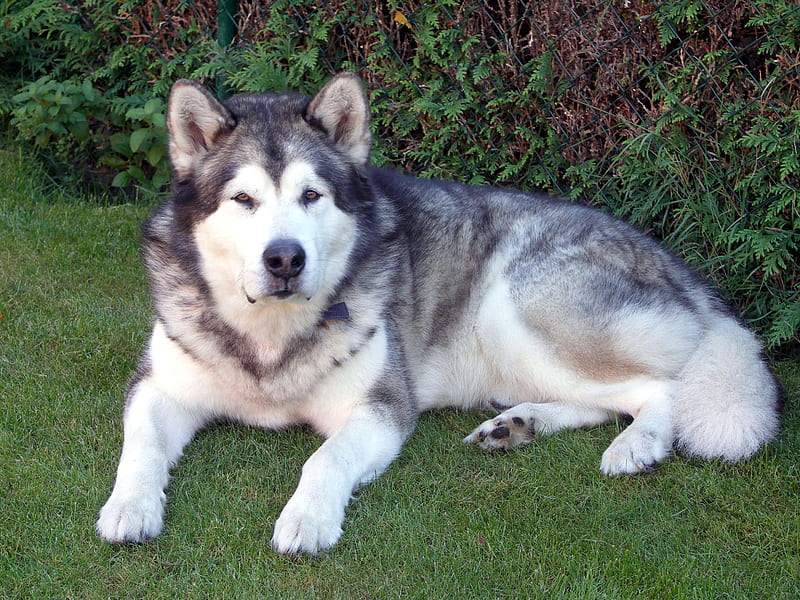 Her big brother Hogan, malamute, nordic, animal, dog, HD wallpaper
