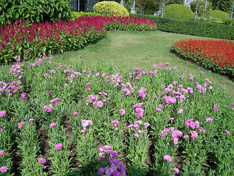 garden, grass, thai, flowers, dianthus, HD wallpaper