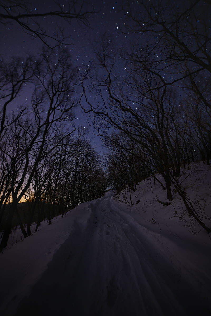 road, snow, trees, night, winter, HD phone wallpaper