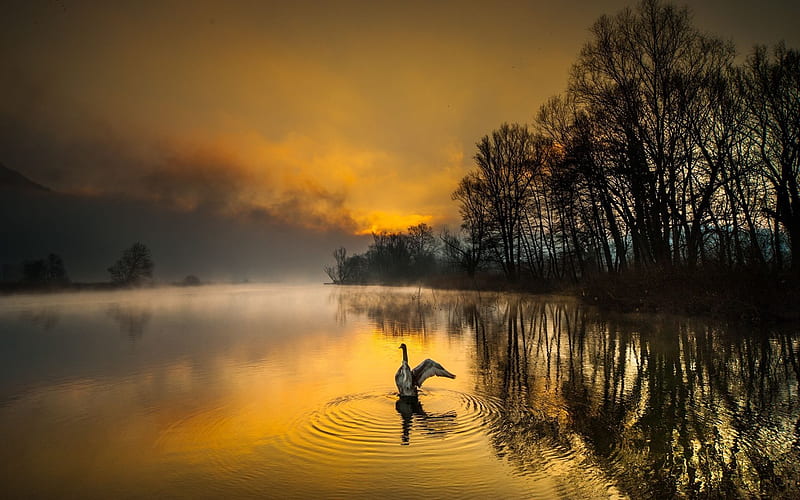 Adda river, Lombardy, Italy, morning, sunrise, forest, swan, North Italy, HD wallpaper
