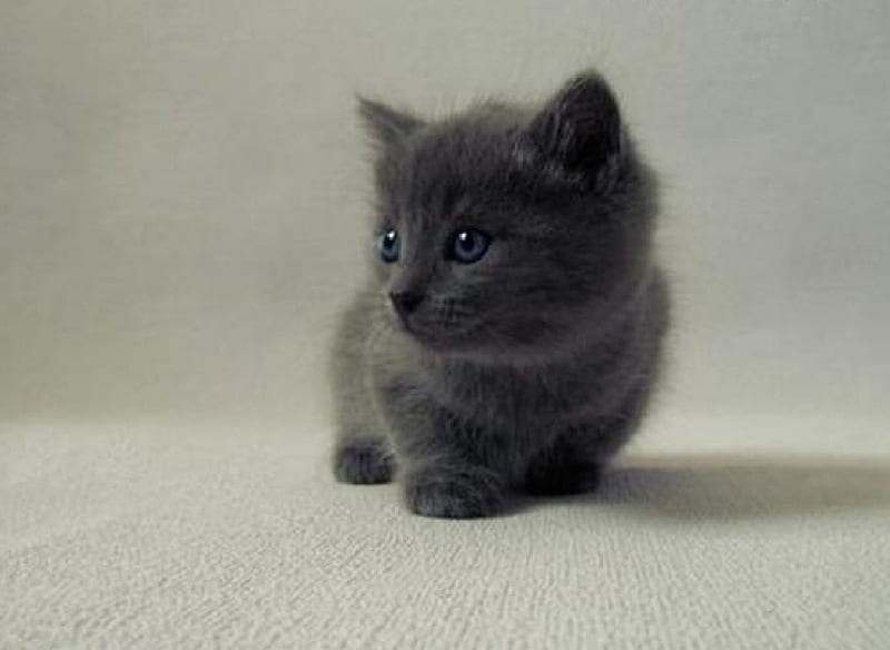 https://w0.peakpx.com/wallpaper/441/728/HD-wallpaper-cute-little-black-kitty-cute-little-cat-black-kitty.jpg