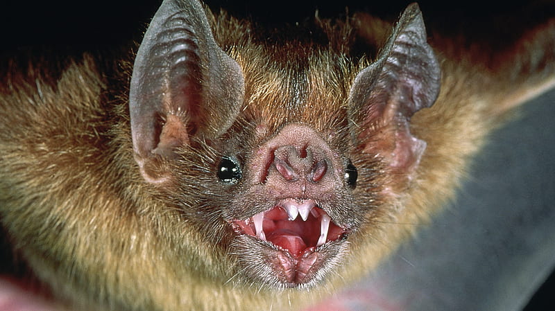 Vampire Bat, Wildlife, Bats, Bat Species, HD wallpaper | Peakpx
