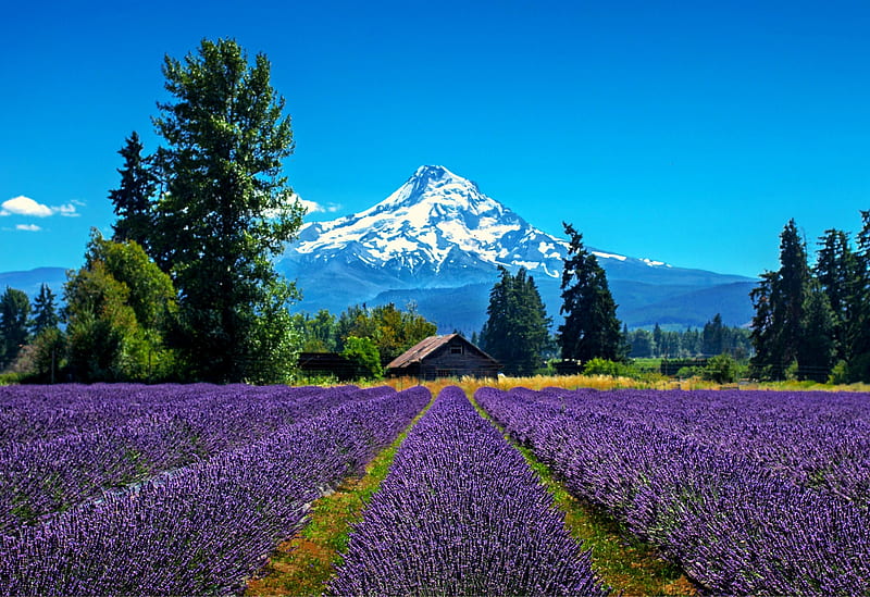 Lavender Valley, Oregon, trees, building, farm, mountain, snow, Lavender, flowers, Mt Hood, field, Valley, HD wallpaper