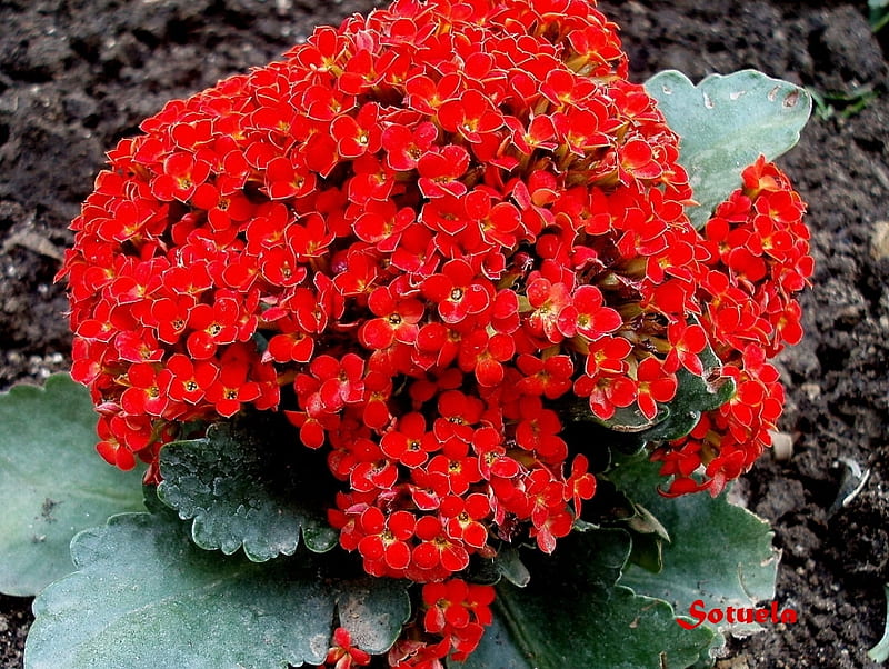 begonia, red, home, flowers, garden, bonito, HD wallpaper