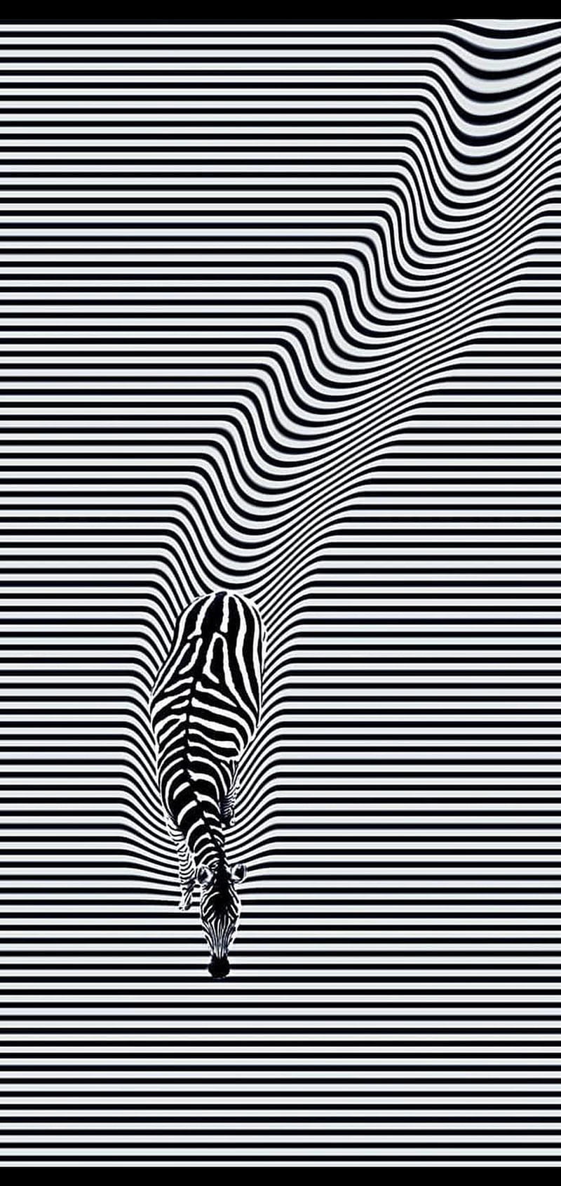Zebra , black, carbon, fade, faded, illusion, illusions, walker, zoo, HD phone wallpaper