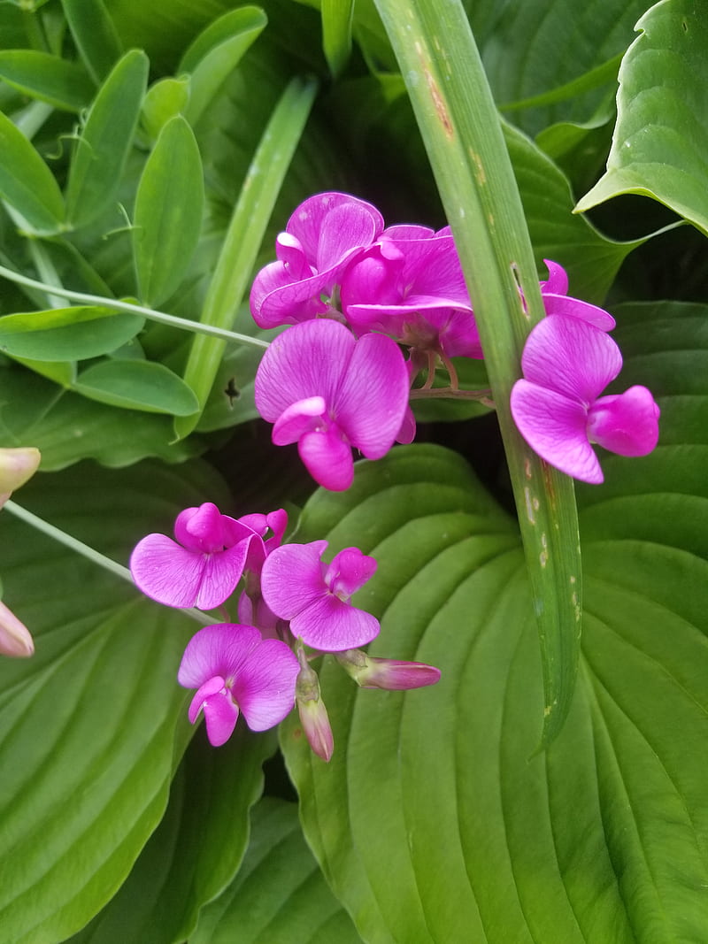 Pink Sweet Pea, flowers, garden, graphy, pretty, HD phone wallpaper