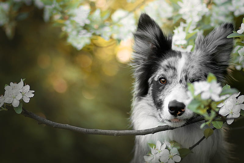 Dogs, Border Collie, Blossom, Depth Of Field, Dog, Pet, White Flower, HD wallpaper