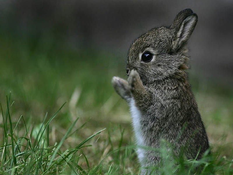 Hug me!!!, hug, paws, me, green, rabitt, grass, bunny, HD wallpaper