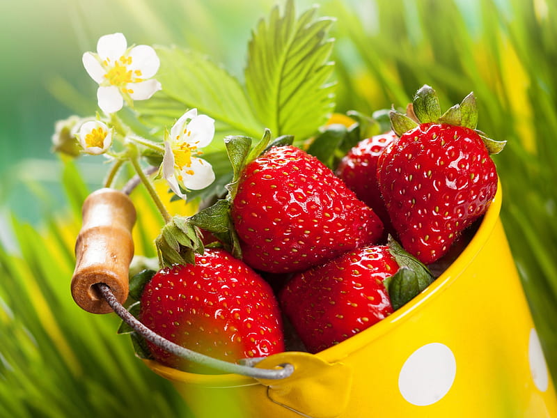 Fresh strawberries, Flowers, Grassland, Green, Summer, HD wallpaper ...