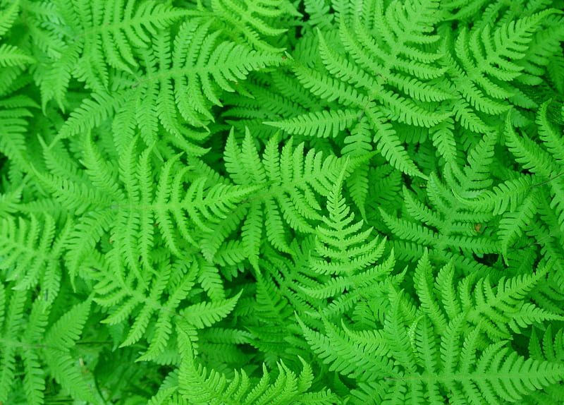 Ferns in forest, nature, green, ferns, forest, evergreen, garden, HD wallpaper