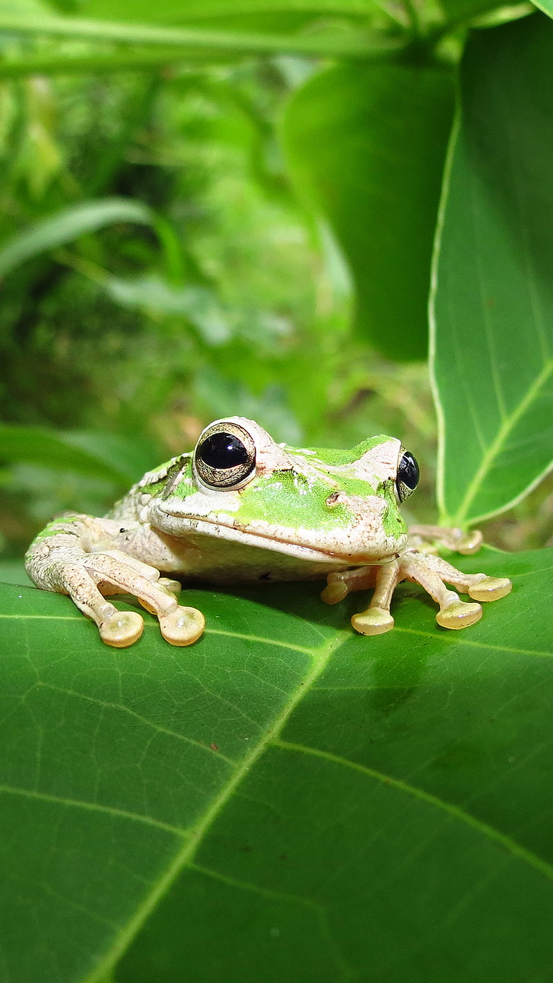 Frog, amphibian, animal, greatnature, havanacuba, wildlife, HD phone wallpaper