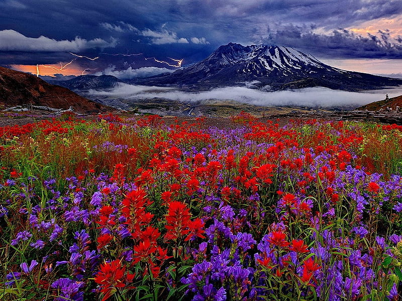 Mountain Meadow, sky, clouds, fog, mist, mountain, lightning, flowers, nature, meadow, HD wallpaper