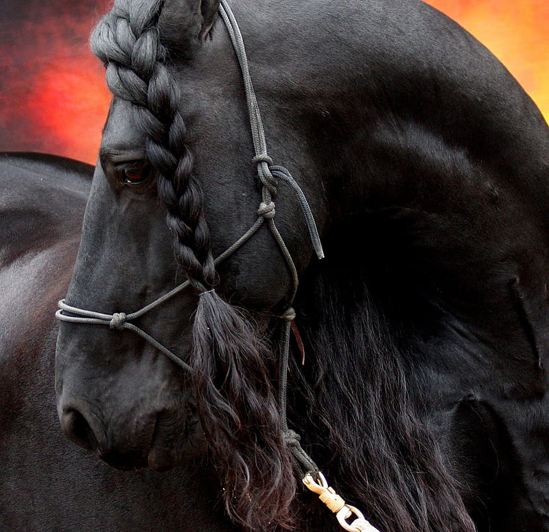 Frederick The Northern Horse, frederick, horses, friesian stallion,  friesland, HD wallpaper | Peakpx