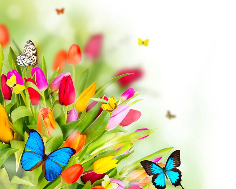 Beautiful flowers, colors, flowers, petals, butterflies, HD wallpaper