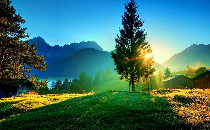 Sun Rays in the Tree, Tree, Meadow, Sun, Nature, HD wallpaper