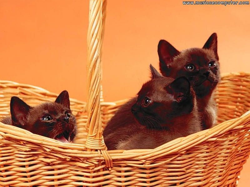 Sweet brown cats in basket, brown, basket, cat, kitten, animal, sweet, HD wallpaper