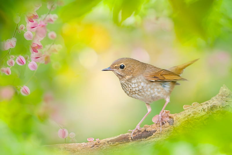 A Nightngale, bokeh, Nightingale-whistler, a nightingale, branch, a bird, HD wallpaper