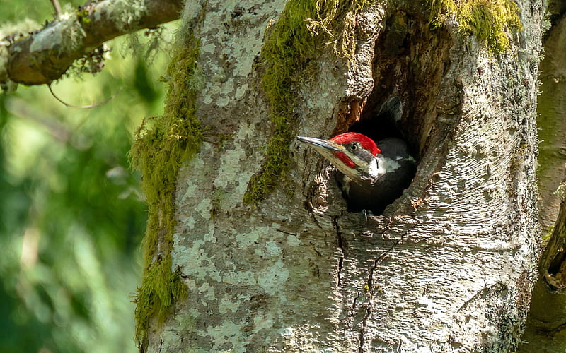 Woodpecker, tree, bird, animal, HD wallpaper