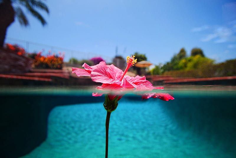 Hawaiian Hibiscus Floating on Pool, polynesia, float, hibiscus, bonito, sea, swimming, exotic, islands, ocean, hawaii, floating, pool, water, paradise, flower, island, tropical, hawaiian, HD wallpaper