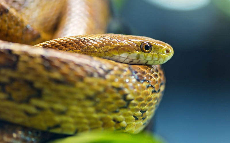 snake eyes scales-Animal, HD wallpaper