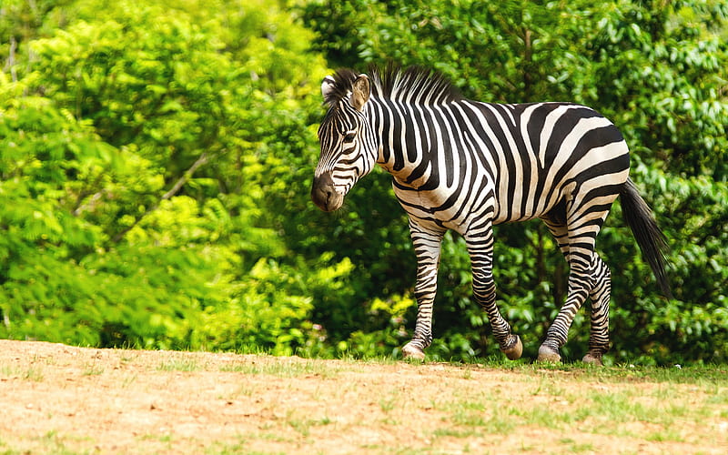 zebra, striped animal, Africa, wildlife, summer, small zebra, HD wallpaper
