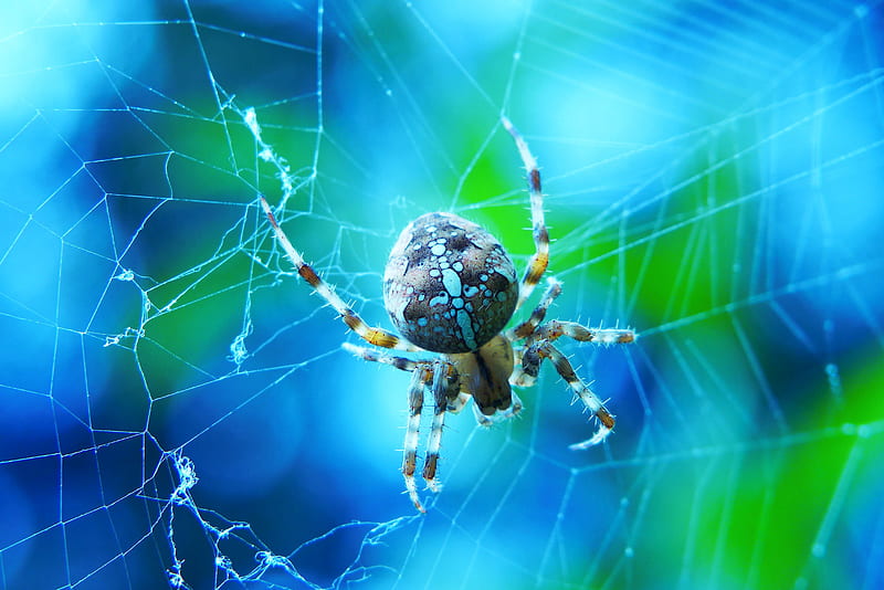 Spiders, Spider, Macro, Spider Web, HD wallpaper