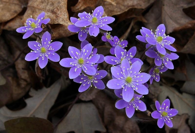 Hepatica, flower, flowers, nature, spring, violet, HD wallpaper