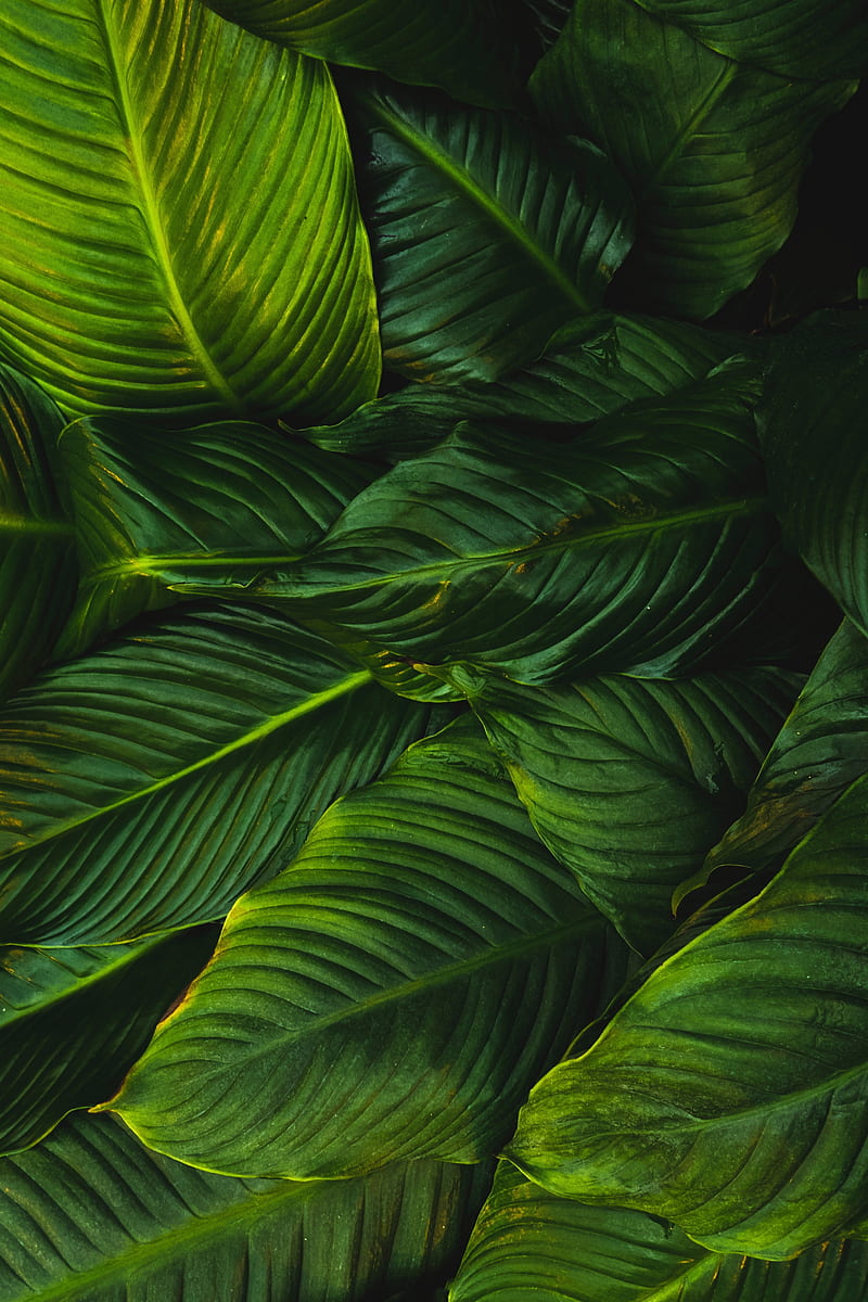 greens, leaves, green, vegetation, lines, HD phone wallpaper