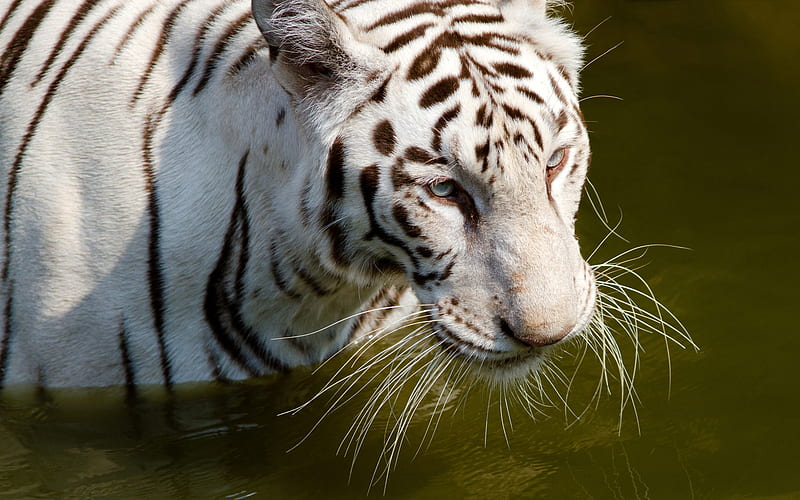 Bengal Tiger, zoo, cooling, off, bonito, tiger, white, cats, animals, HD wallpaper
