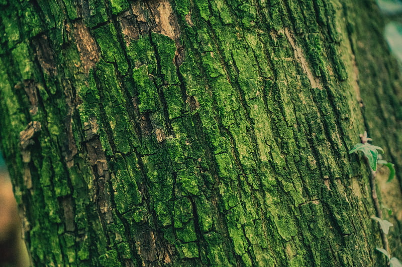 moss, bark, tree, surface, relief, green, HD wallpaper