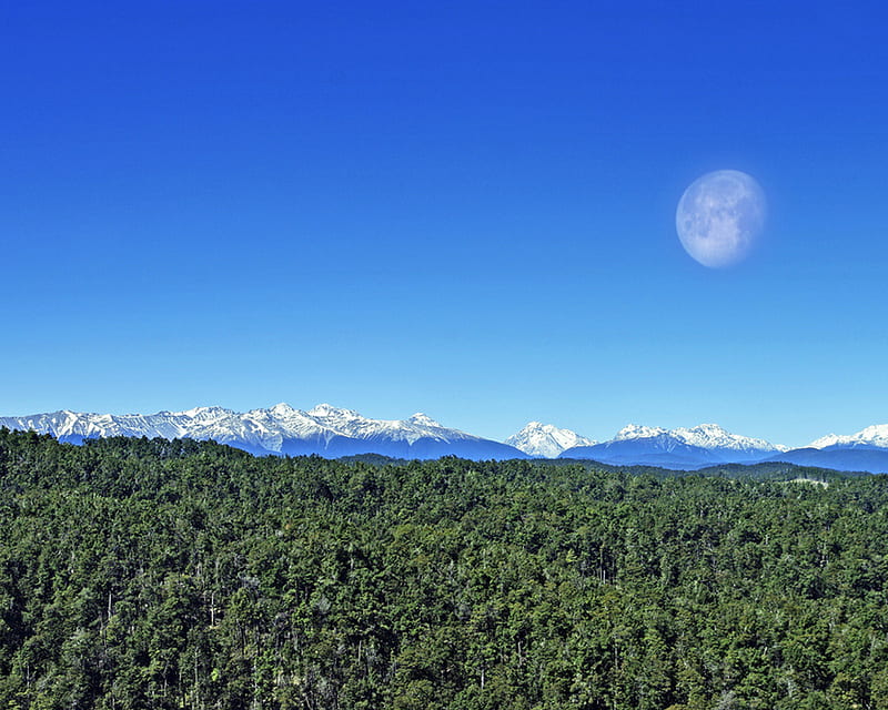 Wilderness Moon , blue, forest, green, nature, sky, wild, HD wallpaper