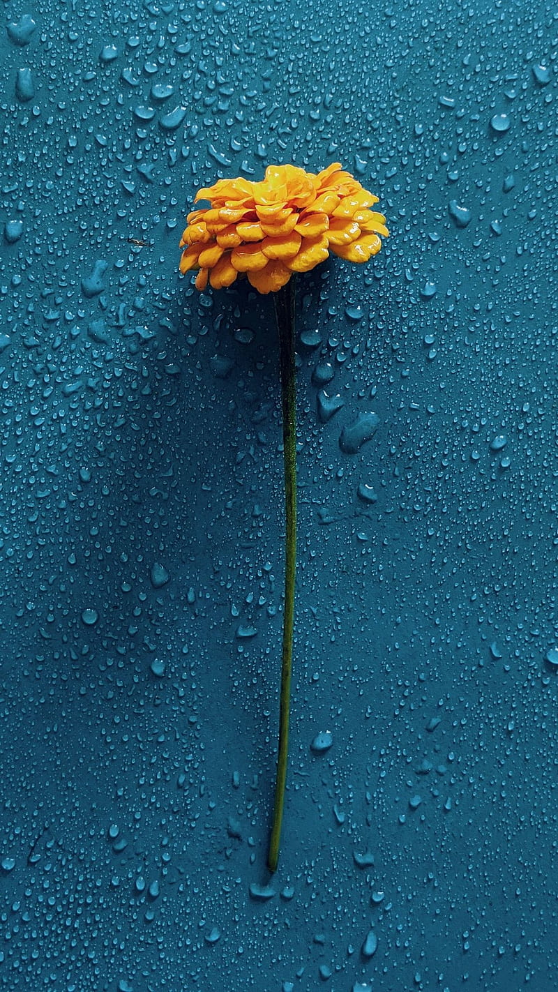 Yellow flower, blue, droplets, single flower, water drops, HD phone wallpaper