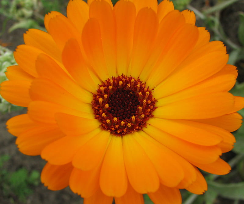 Marigold, flower, nature, HD wallpaper
